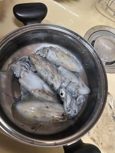 アオリイカの釣果