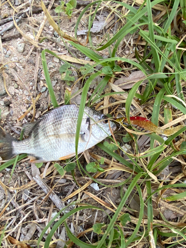 キビレの釣果