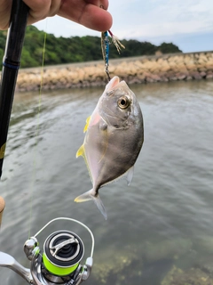 メッキの釣果