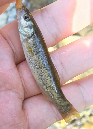 タカハヤの釣果