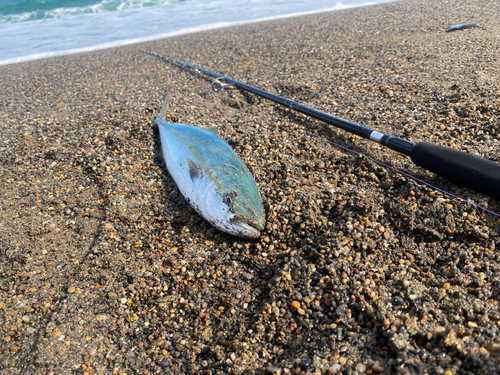 イナダの釣果