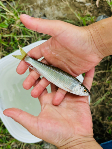 オイカワの釣果