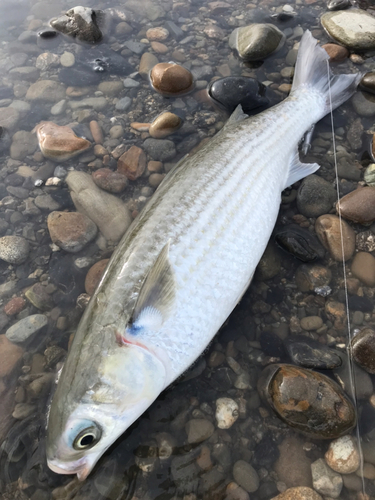 ボラの釣果