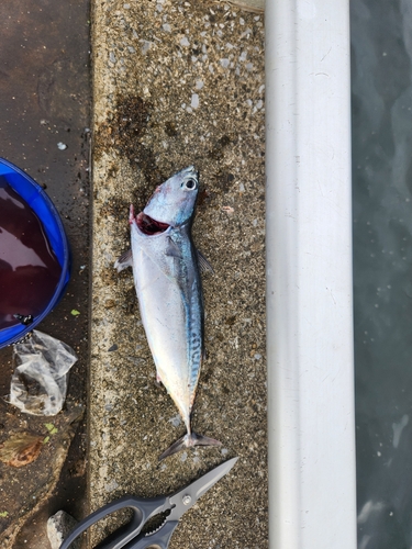 カツオの釣果