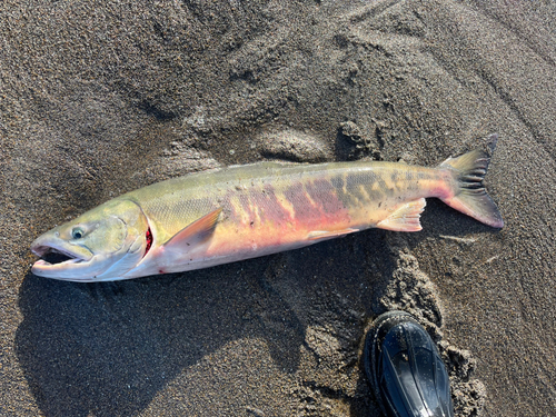 アキアジの釣果