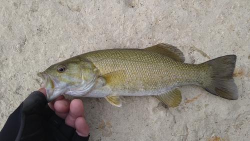 スモールマウスバスの釣果