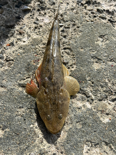 マゴチの釣果