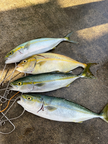 カンパチの釣果