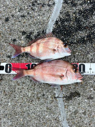 マダイの釣果