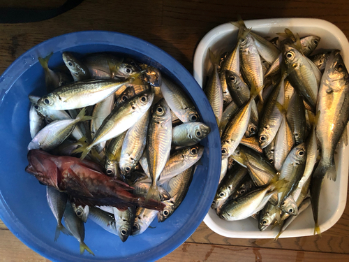 アジの釣果