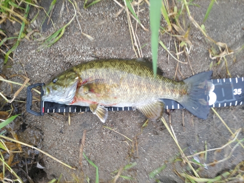 スモールマウスバスの釣果