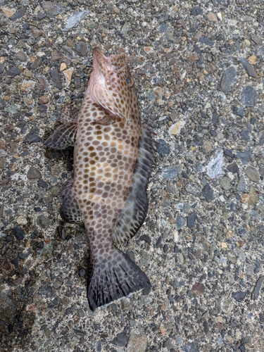 オオモンハタの釣果