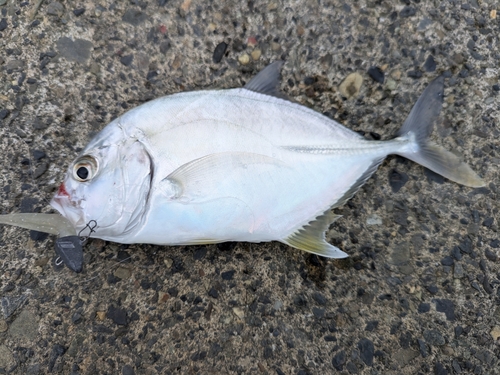 メッキの釣果