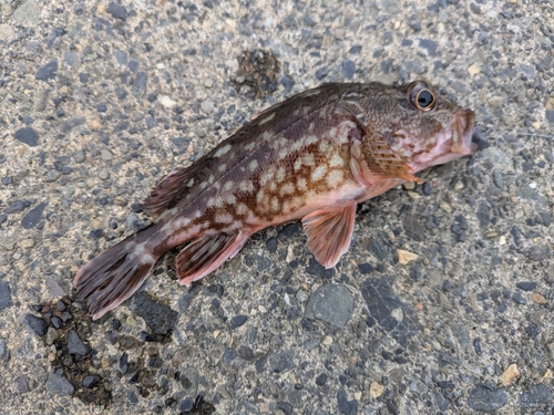 カサゴの釣果