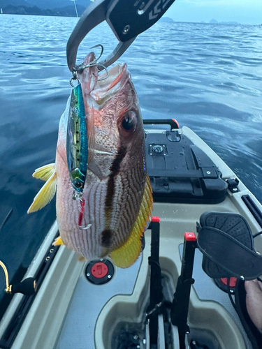 オオモンハタの釣果