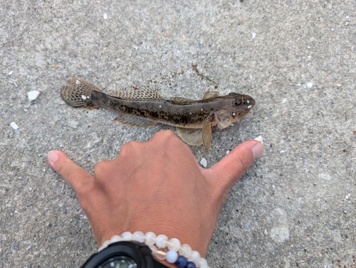 マハゼの釣果