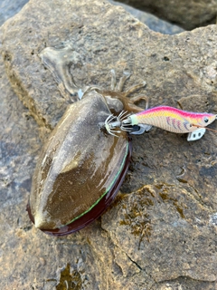 コウイカの釣果