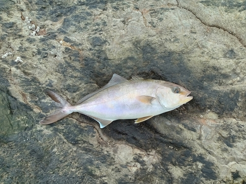 ショゴの釣果