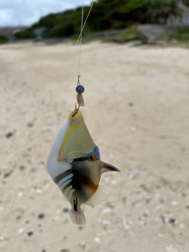 ムラサメモンガラの釣果