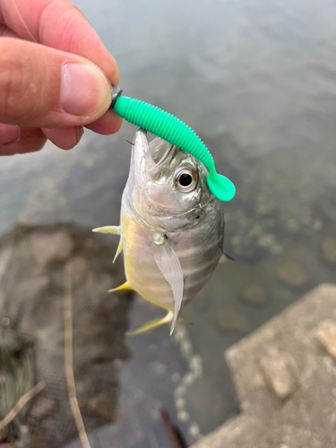 メッキの釣果