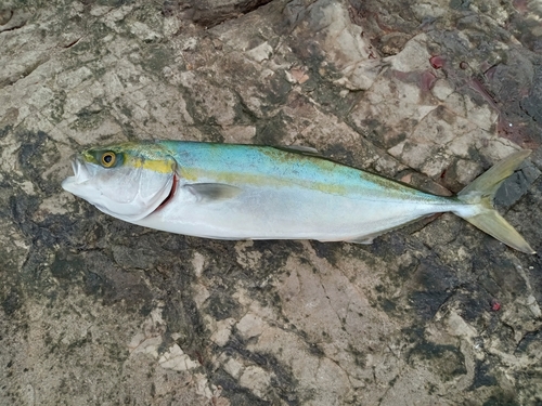 イナダの釣果