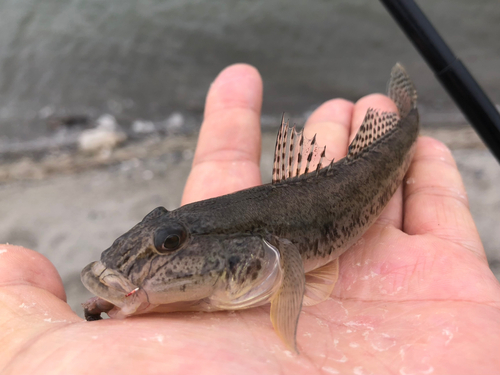 マハゼの釣果