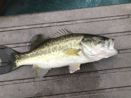 ラージマウスバスの釣果