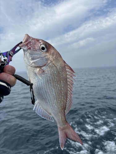 マダイの釣果