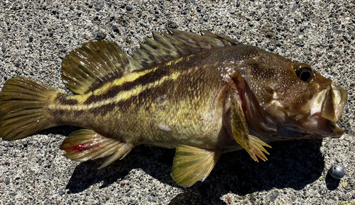 ソイの釣果