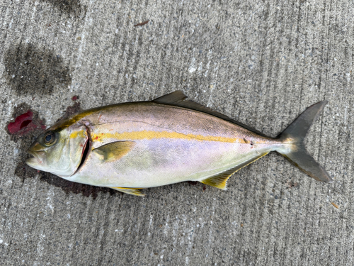 ショゴの釣果