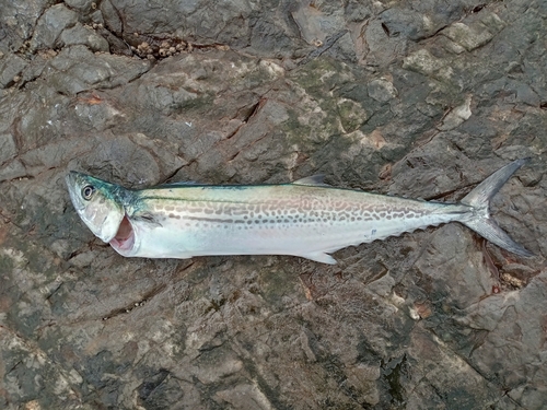 サゴシの釣果