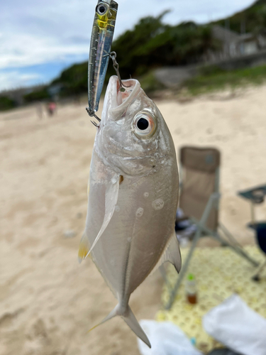 メッキの釣果