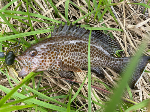 オオモンハタの釣果