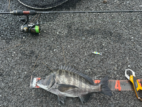 クロダイの釣果