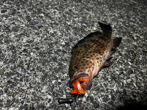 オオモンハタの釣果