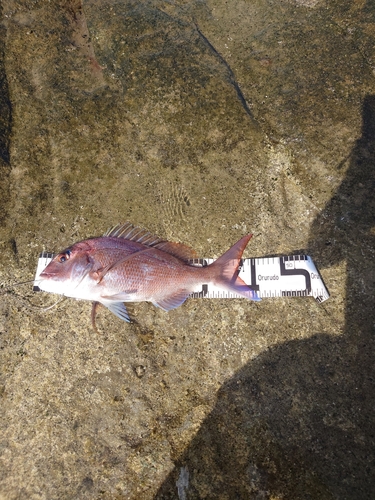 マダイの釣果