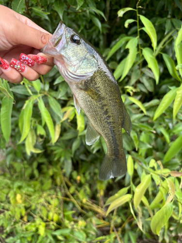 ブラックバスの釣果