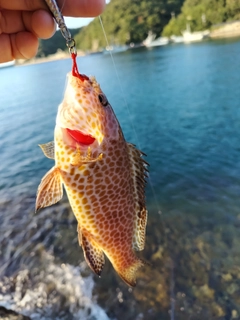 オオモンハタの釣果