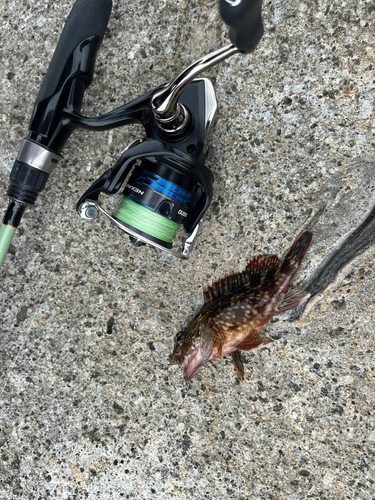 タケノコメバルの釣果