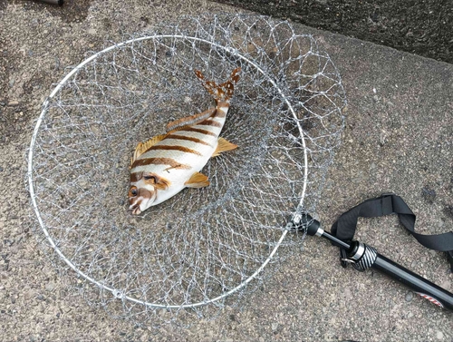 タカノハダイの釣果