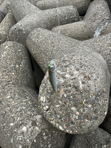 ウルメイワシの釣果