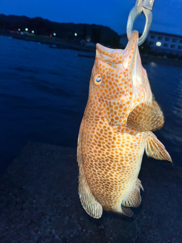 オオモンハタの釣果