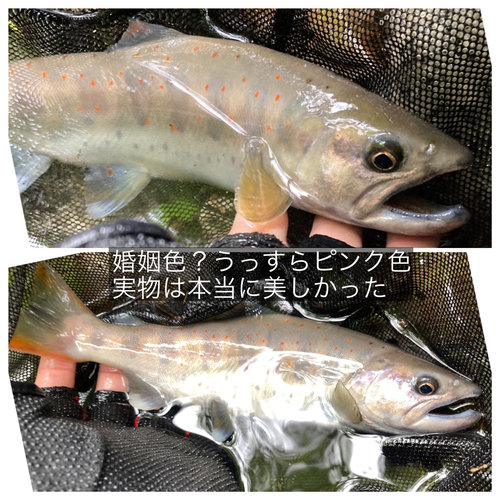 アマゴの釣果