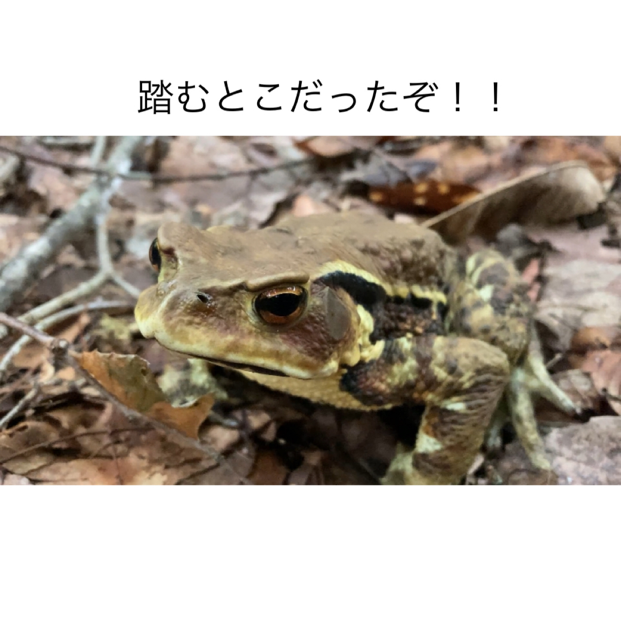 アマゴ