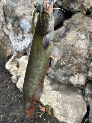 ナマズの釣果