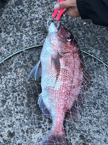 タイの釣果