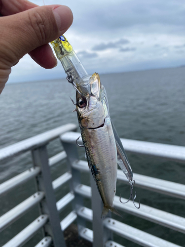 イワシの釣果