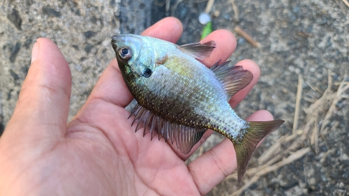 ブルーギルの釣果