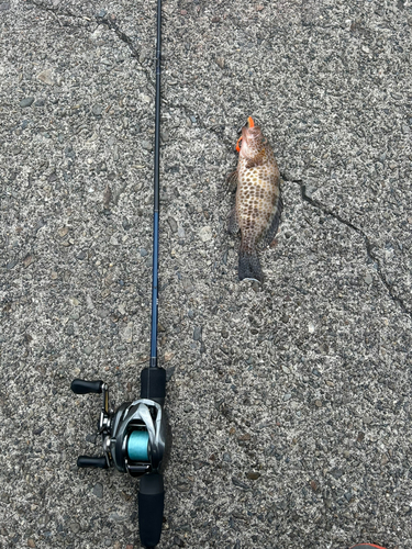 オオモンハタの釣果