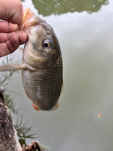 コイの釣果